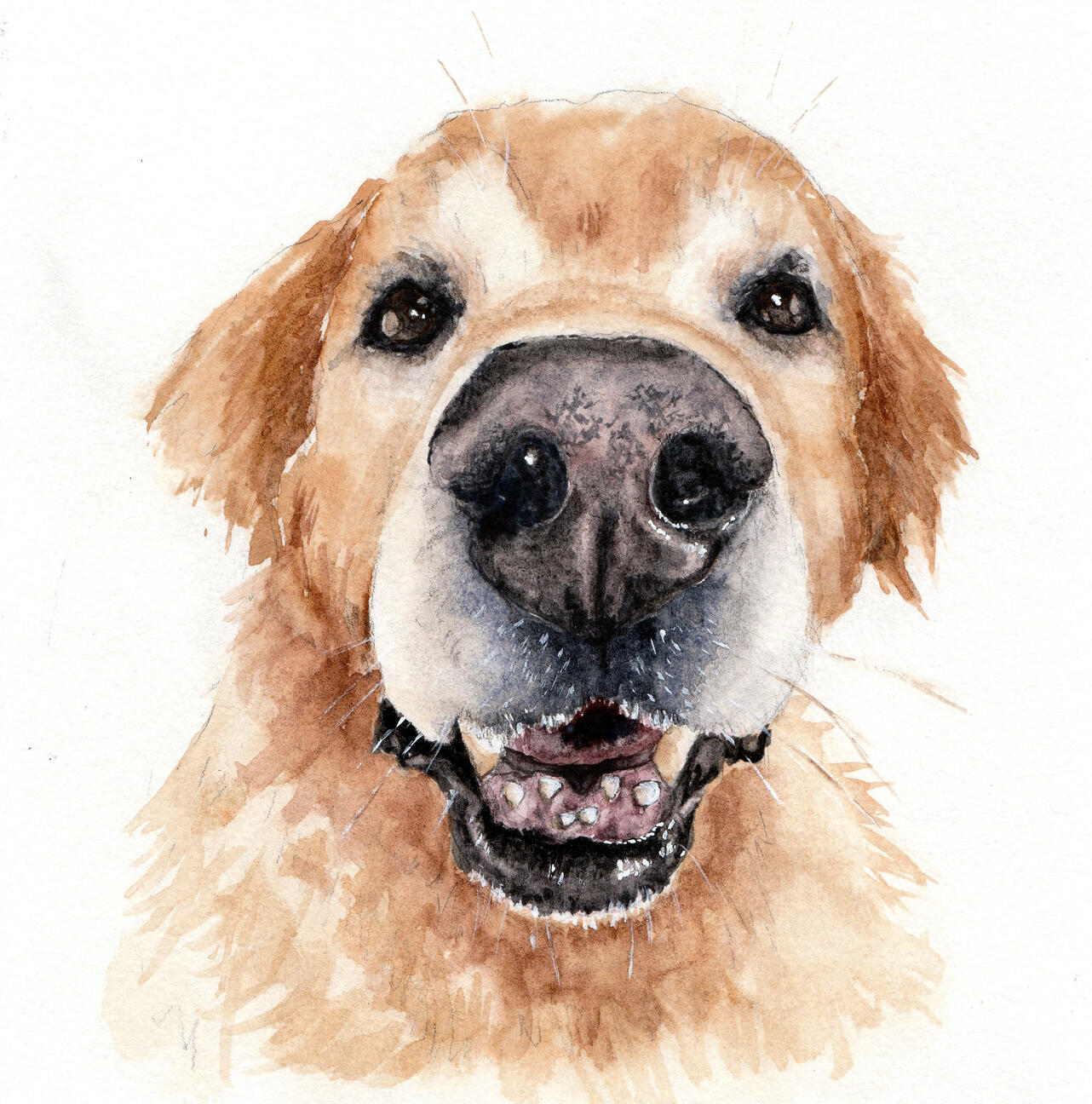presente aquarela pet de cachorro idoso labrador presente aquarela pet de cachorro idoso labrador